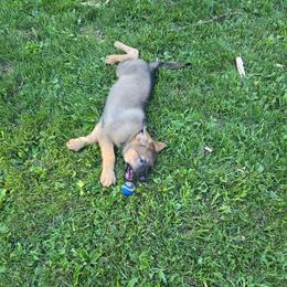 Girl 2 - Black and tan female German Shepherd puppy in Oconomowoc, Wisconsin from Vom Haus Borchardt GSD Kennels
