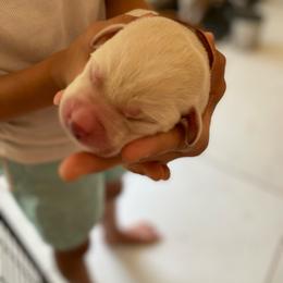 Brown collar male - Yellow male Labrador Retriever puppy in Clayton, North Carolina from The Homestead at Little Creek