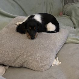 Rowena - Piebald female Dachshund puppy in Englewood, Ohio from TS Dachshunds