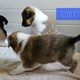 Old Time Scotch Collie Puppies from Ashgrove Farm
