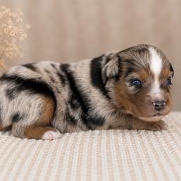 Rocket - Blue merle male Toy Australian Shepherd puppy in Leitchfield, Kentucky from Legendmaker MAS