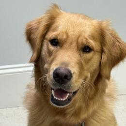 Nilah - Golden Retriever
