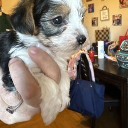 Moo traditional parti - Parti female Yorkshire Terrier puppy in Lamar, Missouri from RJ’S Classy Yorkies
