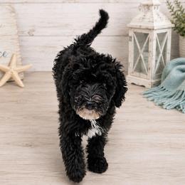 Harbour - Black male Double Doodle puppy in Whitsett, North Carolina from Rock Creek Doodles NC