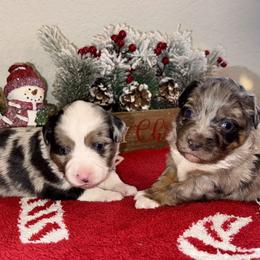 Miniature American Shepherd and Miniature Australian Shepherd Puppies from Fuzy Butts Mini & Toy Aussies