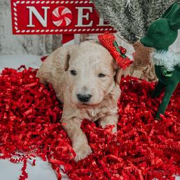 Female 2 - Cream female Goldendoodle puppy in Otisville, Michigan from Danie’s Darling Doodles LLC