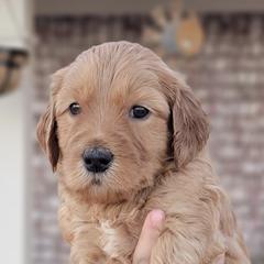 Double Doodles from West Texas Doodles