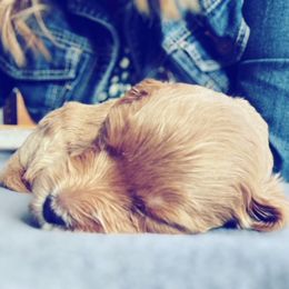 Goldendoodles from Mountain Mini Doodles