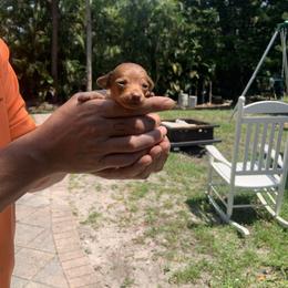 Rory - Red female Dachshund puppy in Westlake, Florida from Lazy Acres Farm