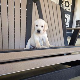 Midge - Yellow female Labrador Retriever puppy in Woodburn, Indiana from Marlene's Labrador Retrievers