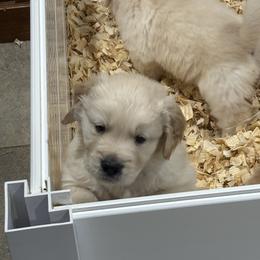Golden Retriever puppies from Sheaman Farm & Kennel