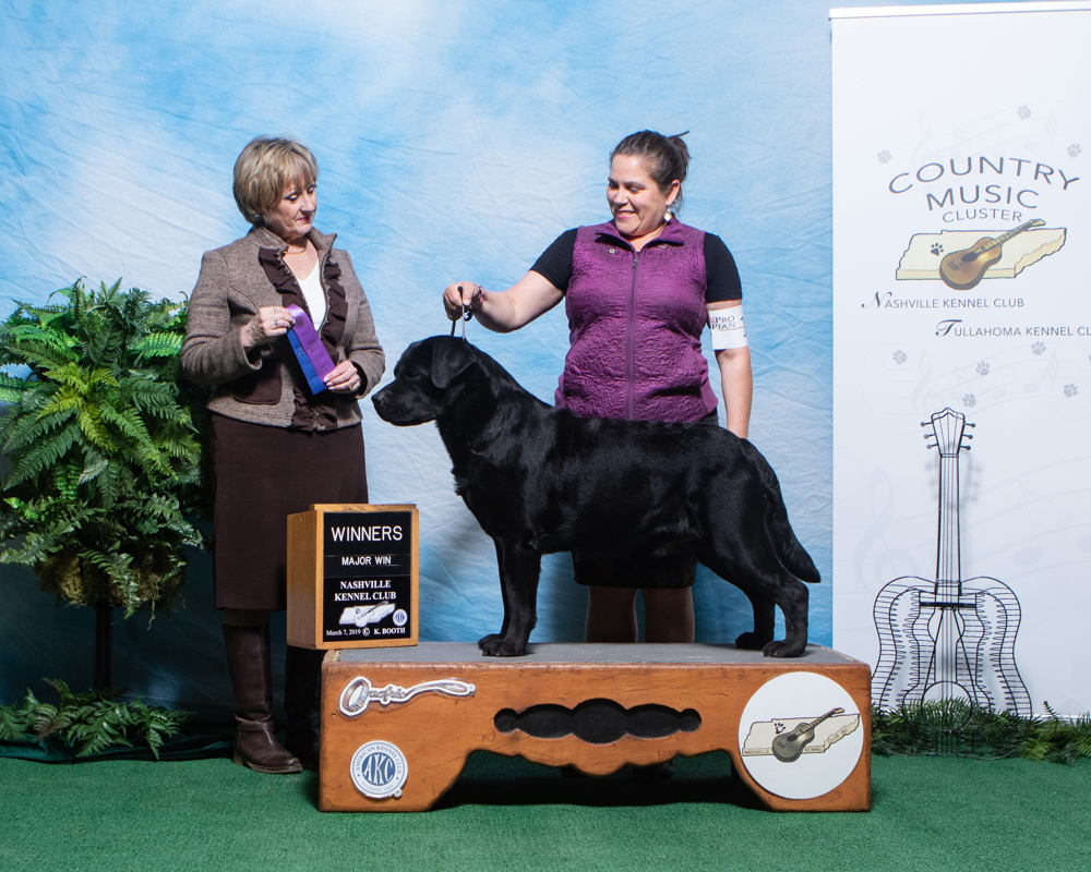 Wag - Labrador Retriever