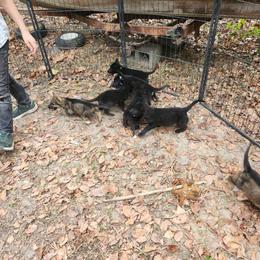 Mya - Sable female German Shepherd puppy in Montalba, Texas from LM German Shepherd Dogs