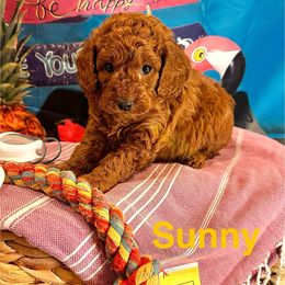 Sunny - Red  female Goldendoodle puppy in Chelan, Washington from North Cascades Doodles