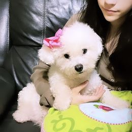 Juno - Companion Cross