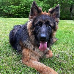 German Shepherds from Rock Spring Shepherds