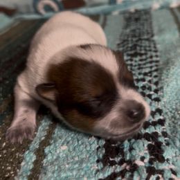 Cherry - Red speckled female Australian Cattle Dog puppy in Christmas, Florida from OverTime Cattle Dogs