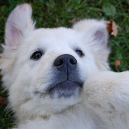 Golden Retriever Puppies from Dewey Creek Goldens