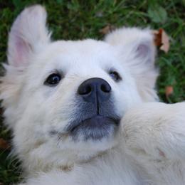 Golden Retriever Puppies from Dewey Creek Goldens