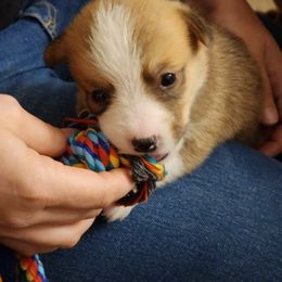 Pembroke Welsh Corgi Puppies from Space Coast Corgi