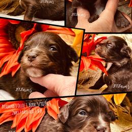(5) Velvet, RTF - Red tri-color female Miniature American Shepherd puppy in Huntington, Texas from JKKJ Farms, LLC
