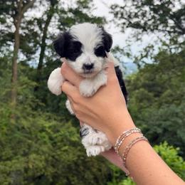 Luna - Parti female Assorted Doodle Crosses puppy in Calhoun, Georgia from Happy Top Doodles