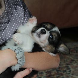 Jasnah - Black and tan Pembroke Welsh Corgi puppy in Fair Grove, Missouri from Cross D Ranch Corgis
