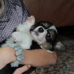 Jasnah - Black and tan Pembroke Welsh Corgi puppy in Fair Grove, Missouri from Cross D Ranch Corgis