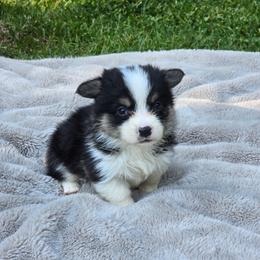 Orange Collar Male - Black and tan male Pembroke Welsh Corgi puppy in Tenino, Washington from LoneStar Corgis NW