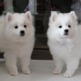 Gray Boy - White male American Eskimo Dog puppy in Parker, Colorado from Kaydells Eskies