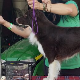 Freija  - Miniature American Shepherd