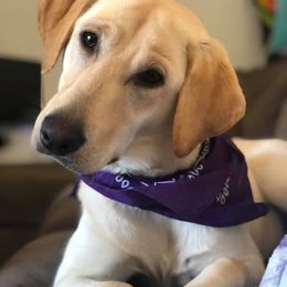 Sally - Labrador Retriever