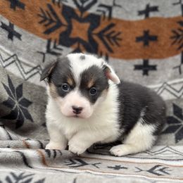 Della - White and black female Pembroke Welsh Corgi puppy in Washington, Arkansas from Foxy Knoll Farm