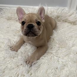 French Bulldog Puppies from Cortney’s Frenchie Farm