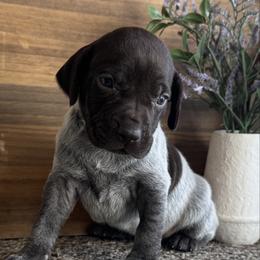 Callie - Liver roan female German Shorthaired Pointer puppy in Ulen, Minnesota from North Wind Gundogs