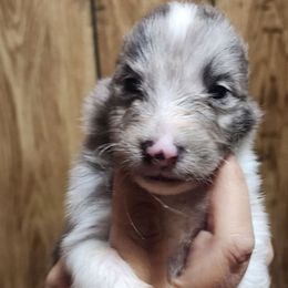 Blue - Blue merle and white male Shetland Sheepdog puppy in Weedsport, New York from M&M Shelties and Smooch-A-Bulls English Bulldogs