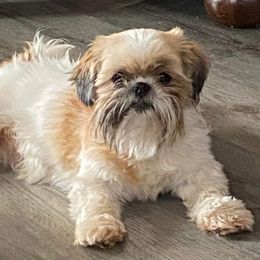 Rosie - Shih Tzu