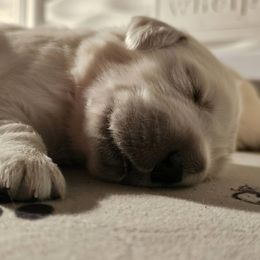 Golden Retriever Puppies from Graceful Goldens