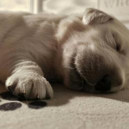 Golden Retriever Puppies from Graceful Goldens