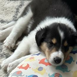 Boy 2 - male Scottish Collie puppy in Newcastle, Wyoming from Sundance Scottish-Colleys