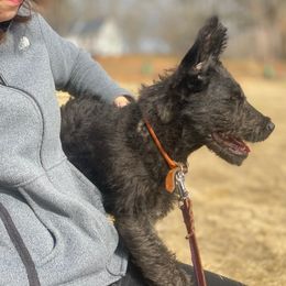 Belgian Laekenois, Dutch Shepherd, and Golden Retriever Puppies from Coswald