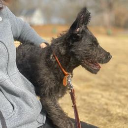 Belgian Laekenois, Dutch Shepherd, and Golden Retriever Puppies from Coswald