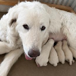 Outlaw Acres Fire Sky Boy 1 - White male Great Pyrenees puppy in Tombstone, Arizona from Outlaw Acres Farm & Kennels