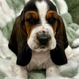 Pick of Litter Bonzo - Black white and brown male Basset Hound puppy in Logan, Utah from Cache Valley Bassets