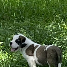 Saint Bernard Puppies from Misstree’s St. Bernards