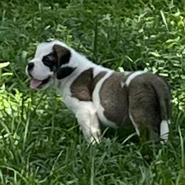 Saint Bernard Puppies from Misstree’s St. Bernards