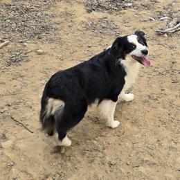 Birdie - Black tri female Miniature Australian Shepherd puppy in Ola, Arkansas from Peaceful Acres