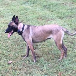 Sabor - Belgian Malinois
