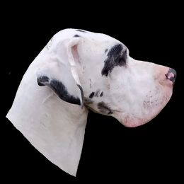 Savage  - Great Dane