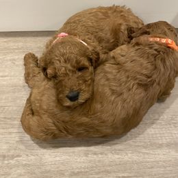 Poodle Puppies from Shamrock’s Poodles